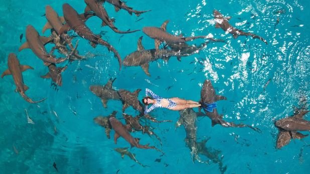 Snorkeler above a group of nurse sharks, seen from the air